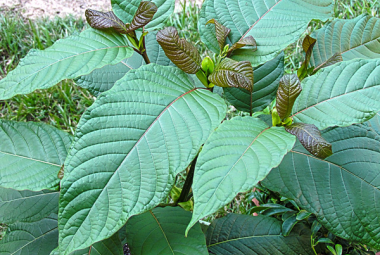 Kratom Infantrisk Center
