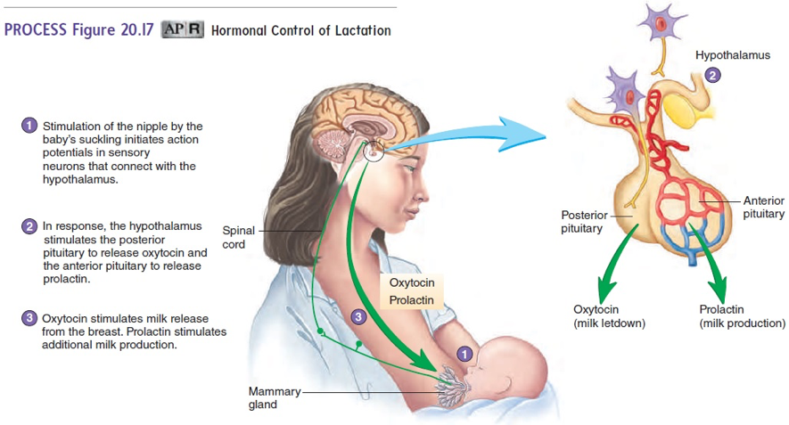 Clomiphene and Breastfeeding