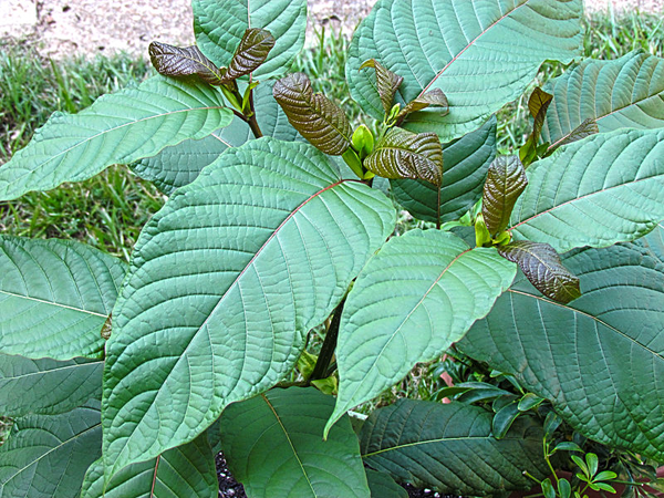 Buy Natural White Vein Kratom Powder Online