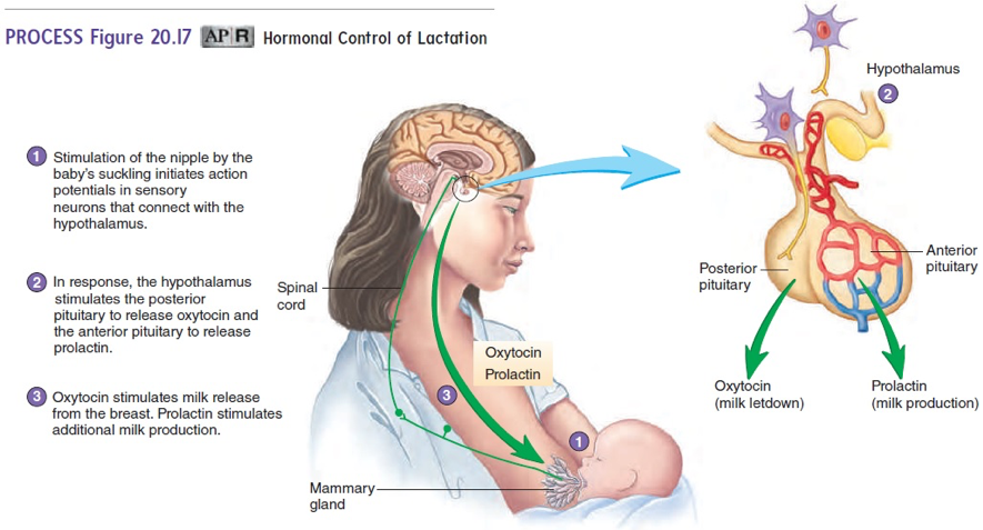 Figure 20.17 Hormonal Control of Lactation