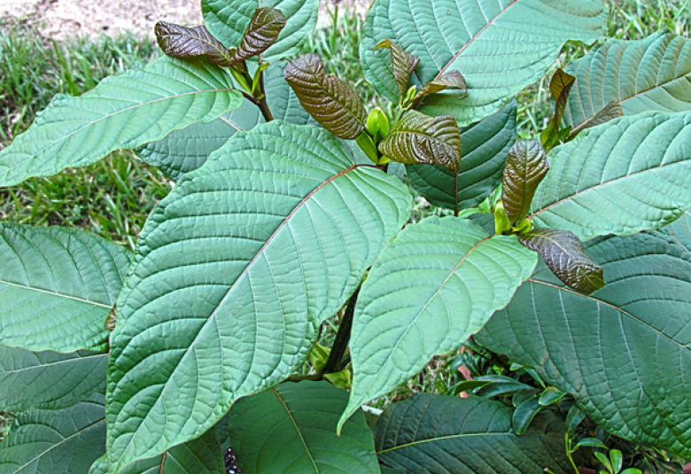 Kratom Tree